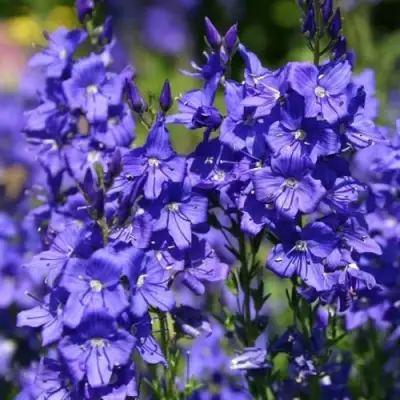 Вероника австрийская в Фаниполе