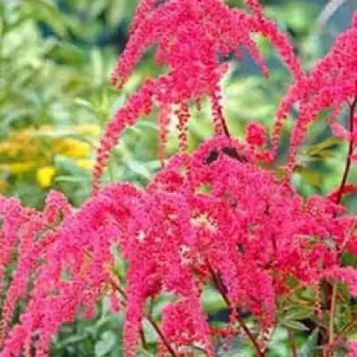 Астильба РЕД ЧАРМ Арендса в Фаниполе