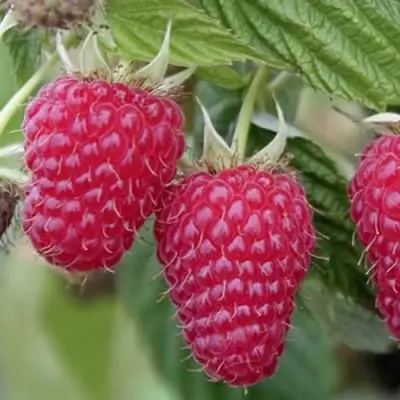 Малина ТУЛАМИН в Фаниполе