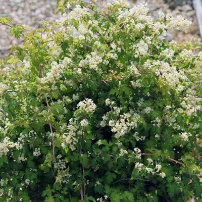 Стефанандра КРИСПА надрезаннолистная в Фаниполе