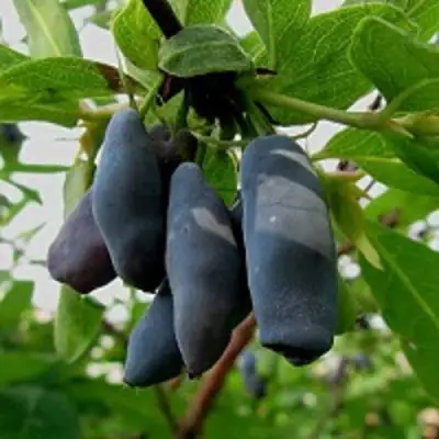 Жимолость съедобная ЧУЛЫМСКАЯ в Фаниполе