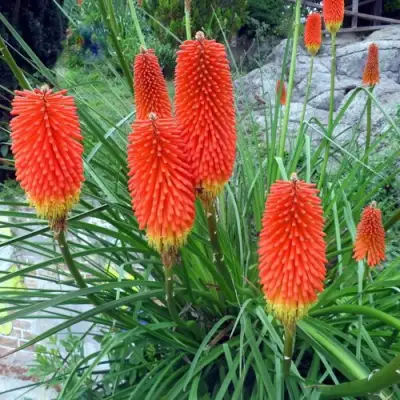 Книфофия БЕНГАЛ ФАЕР гибридная в Фаниполе