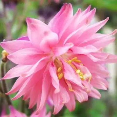 Аквилегия БАРЛОУ ПИНК гибрид МакКаны в Фаниполе