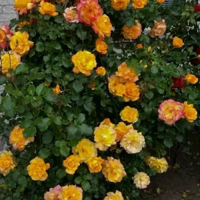 Роза САХАРА плетистая в Фаниполе