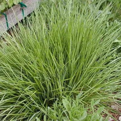 Вейник АВАЛАНШ остроцветковый в Фаниполе