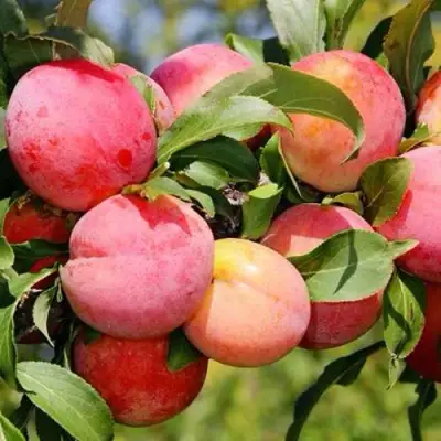 Слива ФАВОРИТЕ ДЕ СУЛТАНО в Фаниполе