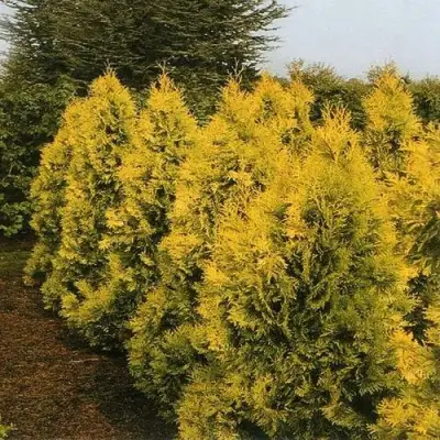 Туя ЕВРОПА ГОЛД западная в Фаниполе