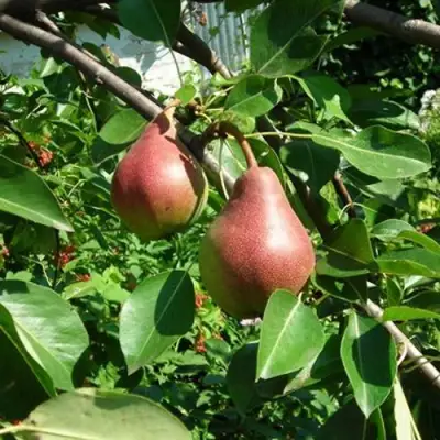 Груша РУМЯНАЯ КЕДРИНА в Фаниполе