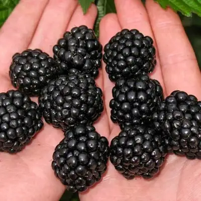 Ежевика ДЖАМБО бесшипная  в Фаниполе