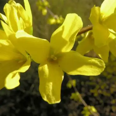 Форзиция ФОРЧУНА в Фаниполе