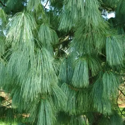 Сосна гриффита в Фаниполе