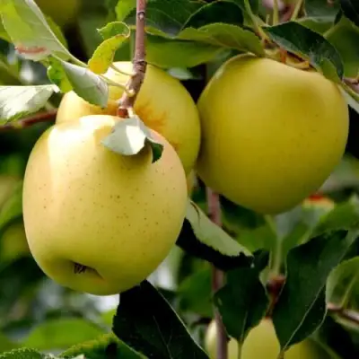 Яблоня ГОЛДЕН ВЛАДИМИРСКИЙ в Фаниполе