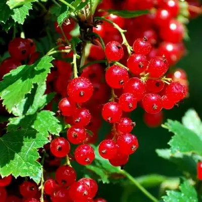 Смородина красная НЕНАГЛЯДНАЯ в Фаниполе