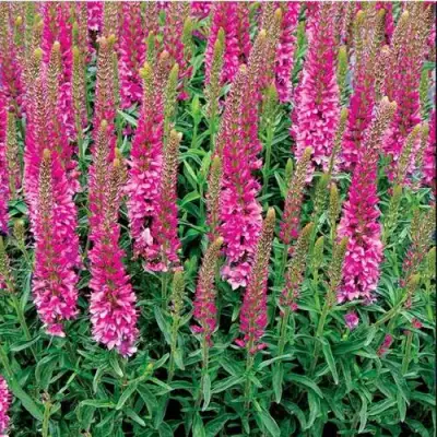 Вероника РОНИКА ФУКСИЯ в Фаниполе