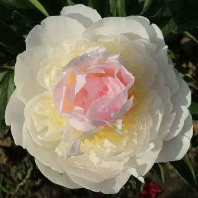 Пион БЛАШ КВИН травянистый в Фаниполе