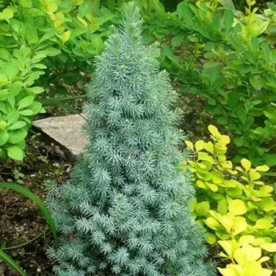 Ель КОНИКА сизая в Фаниполе