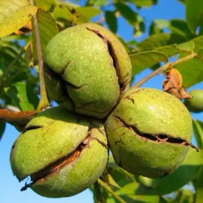 Грецкий орех ПИНСКИЙ в Фаниполе