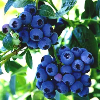 Голубика РЕКА в Фаниполе