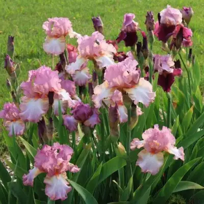 Ирис БЛАШИНГ ПИНК бородатый в Фаниполе