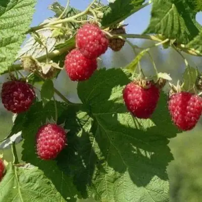 Малина КОЛОКОЛЬЧИК в Фаниполе