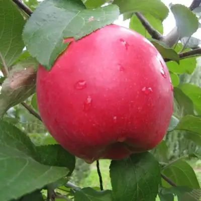 Яблоня АМУЛЕТ в Фаниполе