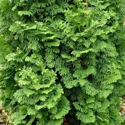 Туя СПИРАЛИС МИНИ западная в Фаниполе