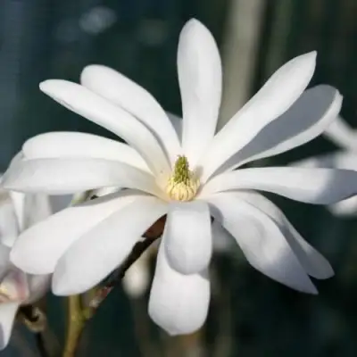 Магнолия РОЯЛ СТАР в Фаниполе