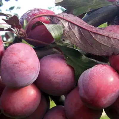 Слива ПАННА в Фаниполе