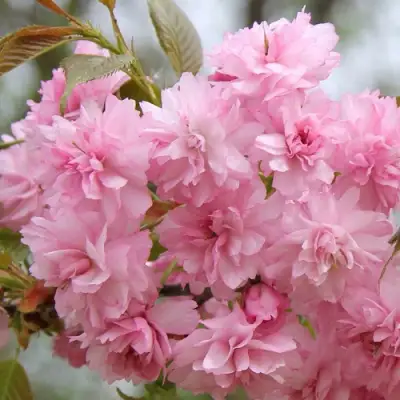 Сакура РОЗЕА ПЛЕНА в Фаниполе