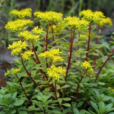 Очиток (седум) ИММЕРГРЮНХЕН в Фаниполе