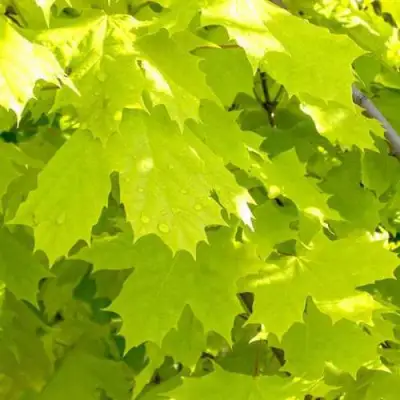 Клен ПРИНСЕТОН ГОЛД остролистный в Фаниполе