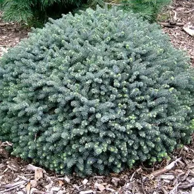 Ель ЭХИНИФОРМИС сизая в Фаниполе