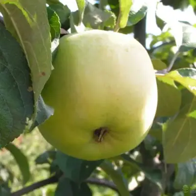 Яблоня АНТОНОВКА ОБЫКНОВЕННАЯ в Фаниполе