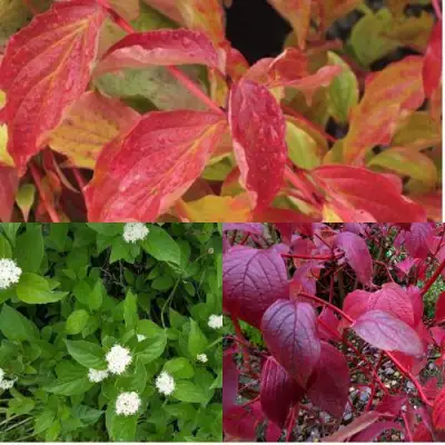 Комплект СЕВЕРНОЕ СИЯНИЕ в Фаниполе