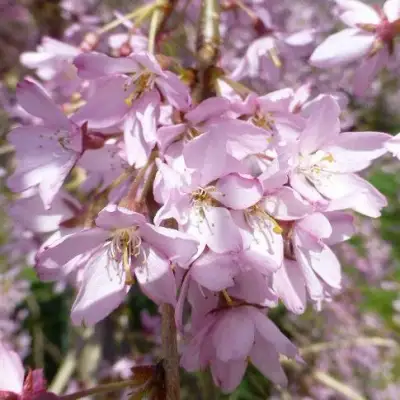 Сакура ПЕНДУЛА РУБРА в Фаниполе