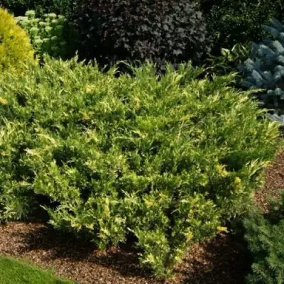Можжевельник ВАРИЕГАТА казацкий  в Фаниполе