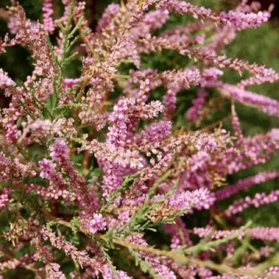 Тамарикс ПИНК КАСКАД в Фаниполе