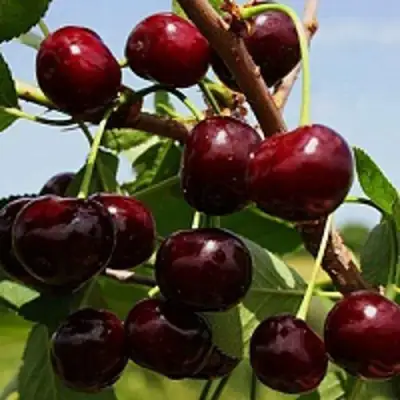 Вишня РОВЕСНИЦА в Фаниполе