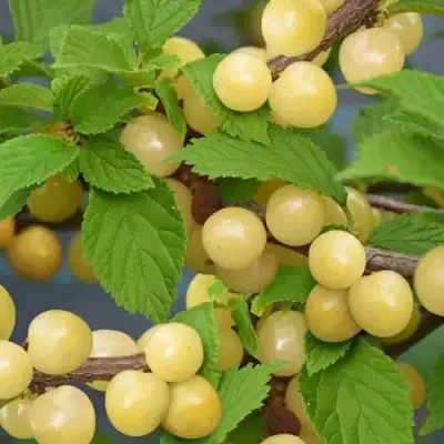 Вишня СНЕВИТ войлочная в Фаниполе