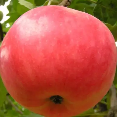 Яблоня СУЙСЛЕПСКОЕ (МАЛИНОВКА) в Фаниполе