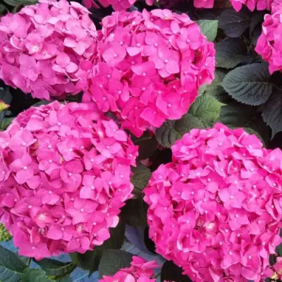 Гортензия ЭНДЛЕСС САММЕР ЛАВ крупнолистная в Фаниполе