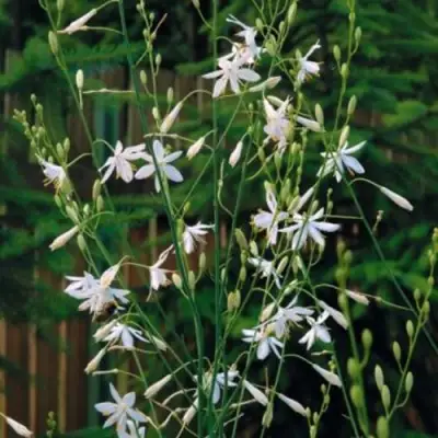 Венечник ветвистый в Фаниполе