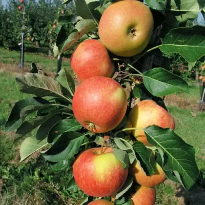 Яблоня ВОСТОРГ колонновидная в Фаниполе