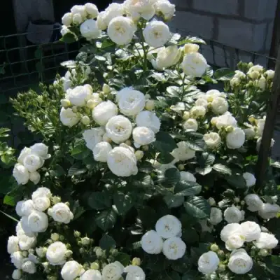 Роза АРТЕМИС шраб в Фаниполе