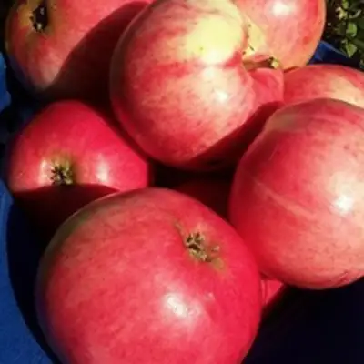 Яблоня СУЙСЛЕПСКОЕ (МАЛИНОВКА) в Фаниполе