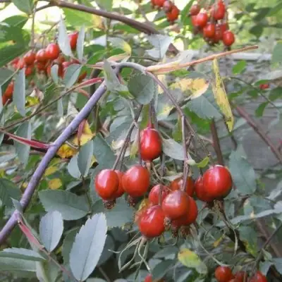 Роза сизая в Фаниполе