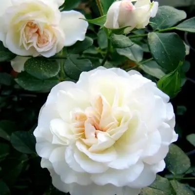 Роза ВАЙТ МЕЙДИЛАНД почвопокровная в Фаниполе