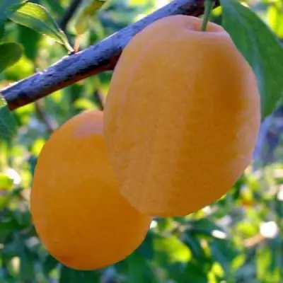 Слива НАТАША в Фаниполе