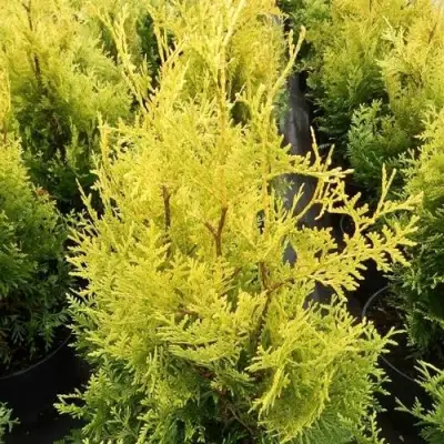 Туя ГОЛДЕН БРАБАНТ западная в Фаниполе
