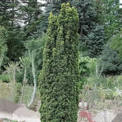 Тис ФАСТИГИАТА РОБУСТА  ягодный  в Фаниполе